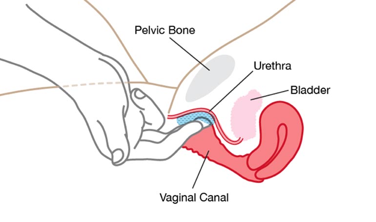 G-Spot in vagina