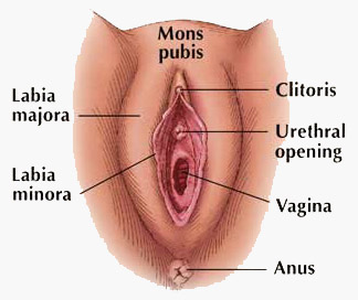 Where is the Clitoris ?